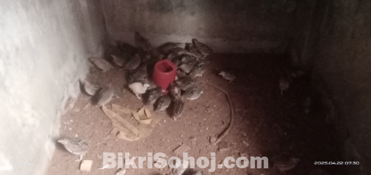 কোয়েল পাখি